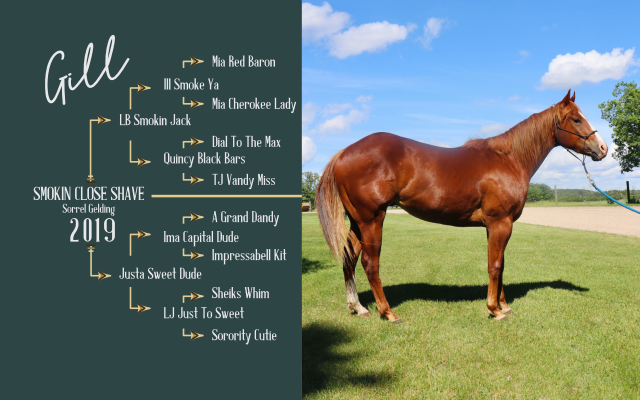 Sorrel Quarter Horse Gelding 2019