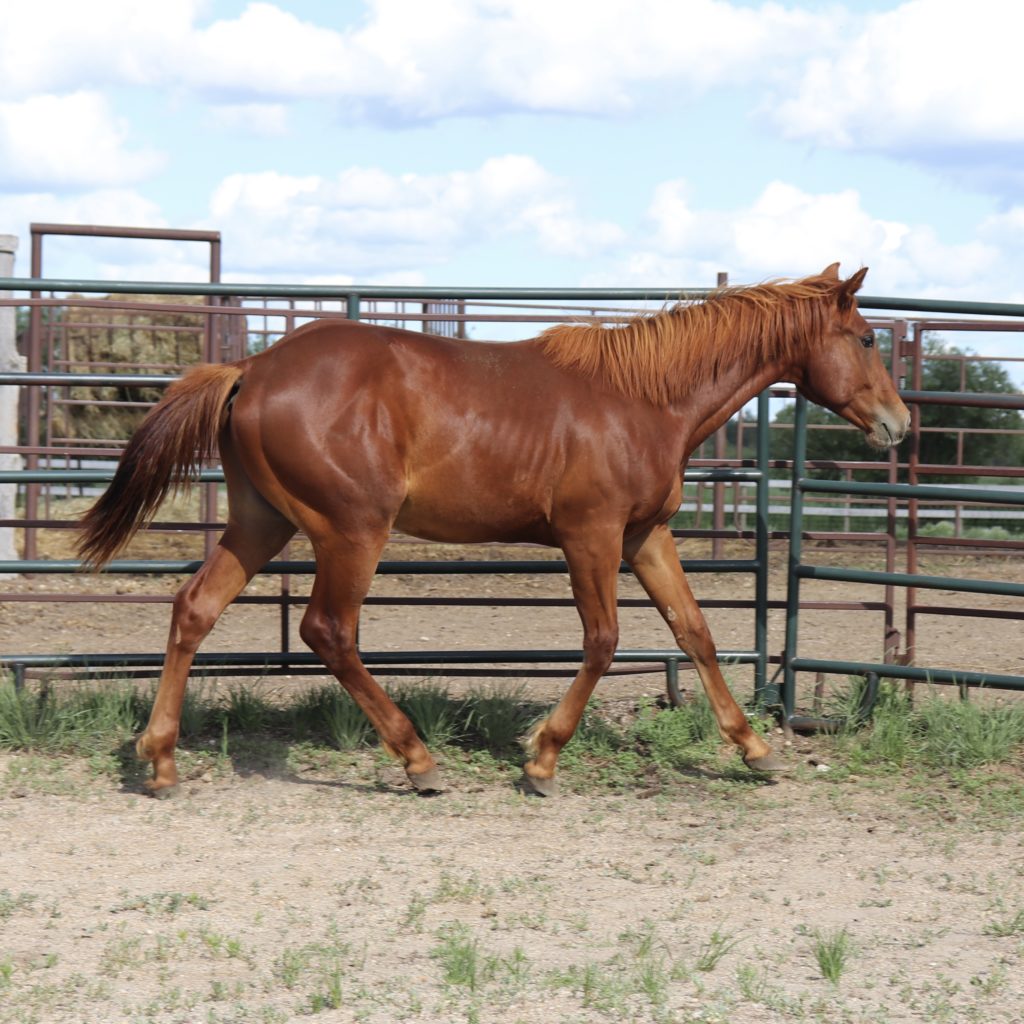 sorrel quarter horse colt